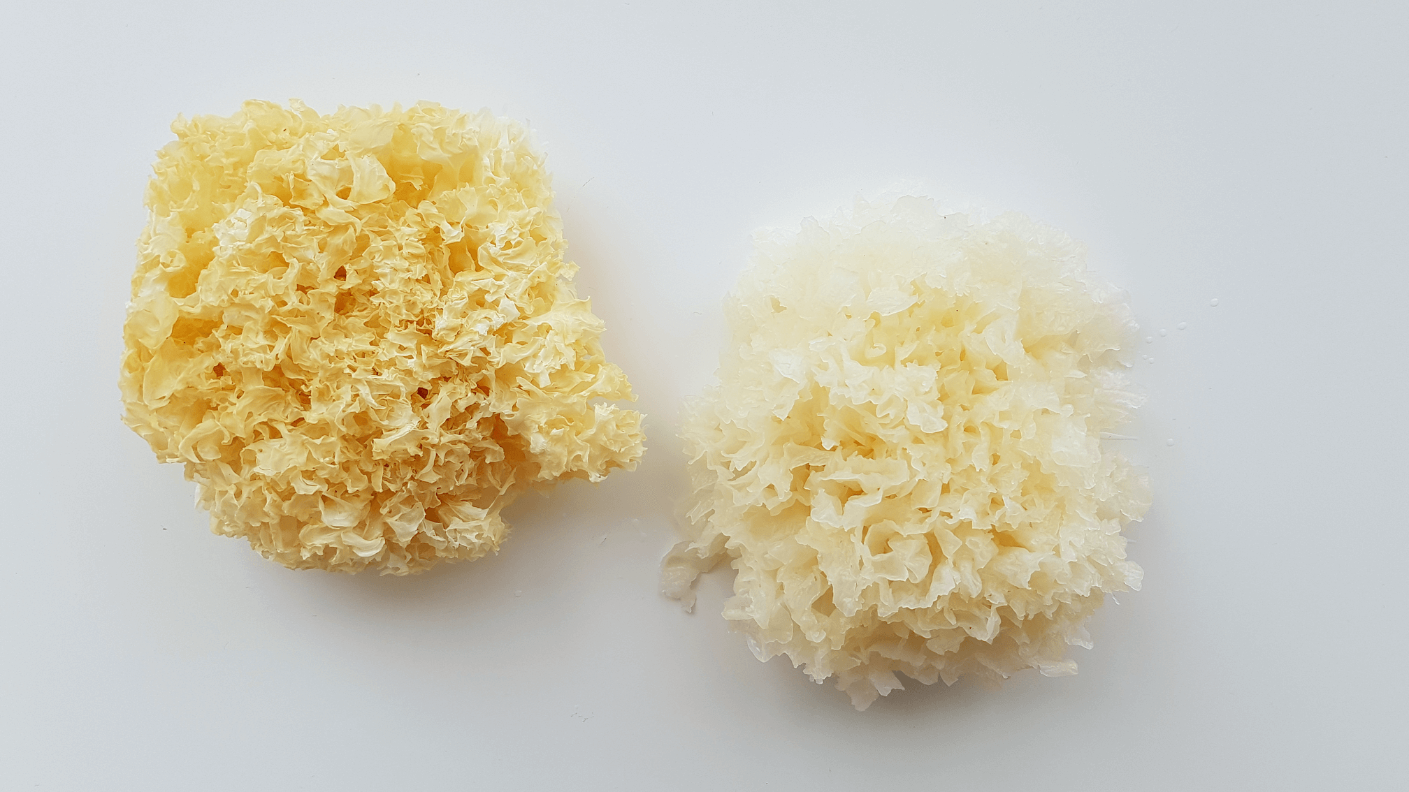 Comparison of a dried snow fungus and one that has been soaked.